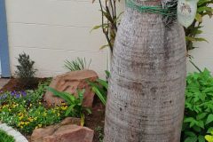 Plants in Spring