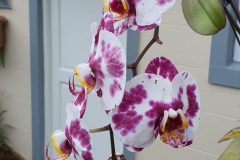 Orchids in Spring