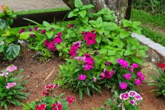 Plants in Spring